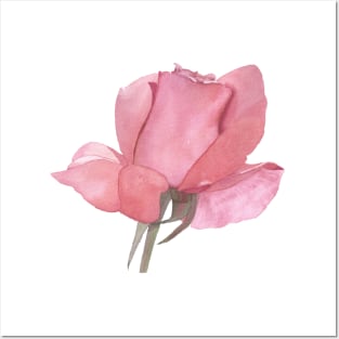 Pink Rose, watercolor painting Posters and Art